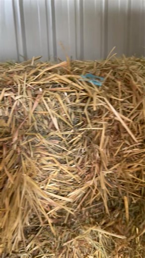 🌾 TAKE A LOOK AT OUR HAY 🌾 Isaac is taking you through all the different types of hay we have available. We have a whole range, from Lucerne, Teff, Oaten and plenty more… 🐴 🐮 Tag your friends, your neighbours, anyone you know with an animal and show them what we’ve got! 🏃 And of course, be sure to come down and check it out for yourself at 364 Kurmond Road, Freemans Reach. | Sciberras Produce and Stockfeeds