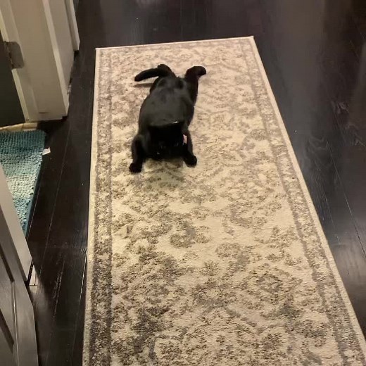 Creepy Crawling Cat Videos