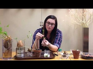 Exploration and Investigation: Growing Plants