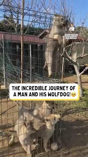 The wolf running through the snow 😍❄️ | Dad Jokes