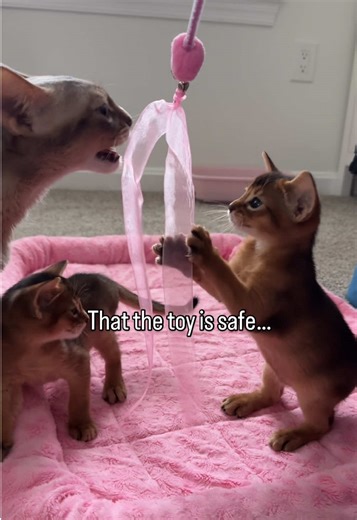 Did you know that baby kittens don’t know how to play with toys? 🥹 mommy cat need to teach them 💗 Abyssinian cat teaching kittens how to play #abyssinian #catlover