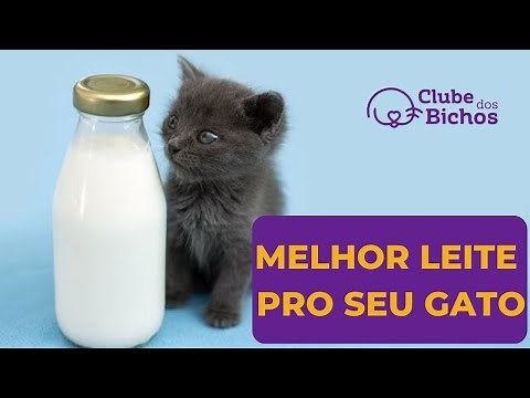 🍼 ✅ How to Make Homemade Milk for Kitten 🐈