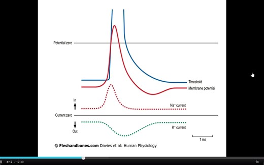 3-Action potentials - threshold and refractory period