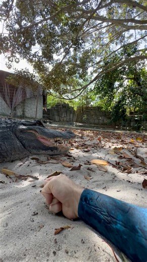 Calling the sand worm 😂 #dune #dunemovie #dune2 Alligators, like sand worms, are sensitive to vibrations and attracted to vibrations/movement! ~~~If you enjoy the video, PLEASE SHARE!! Getting the educational content out there is our best bet to get people to care about and want to help wildlife! ~~~You can come swim with me and Casper! If you want to come join you can book online now, go to www.crocodilechris.com Let me know if you want to go! Observation and photos only at @evergladesoutpost 