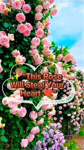 Most Beautiful Red Rose | Amazing Flower Video 🌹❤️#shorts #RedRose #FlowerVideo #NatureBeauty#viral
