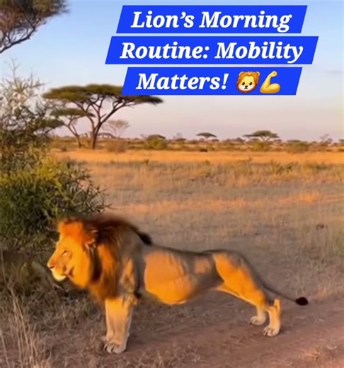 Even the King of the Jungle Stretches! 👑 #Physiotherapy.