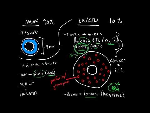 Immunology - Lymphocytes (B cells, T cells, NK cells, and NKT cells)