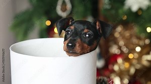 Adorable black and tan miniature pinscher puppy sitting in a gift box against the background of a Christmas tree