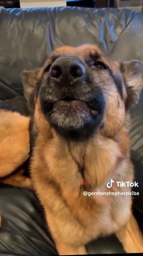 German Shepherd Howling Compilation