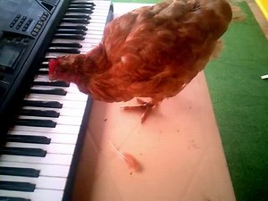 Chicken Plays Birthday Song on Keyboard