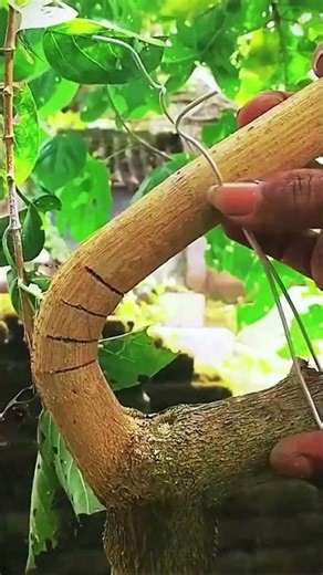 Assembling the branches to make them curved #shorts
