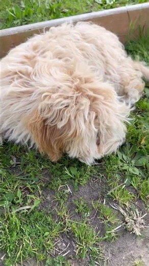 #sleepmusic30minutes #cavapoochon #puppy #lily #cute #adorable #pets #dogs #cutie #doggo #