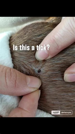 Identifying a Tick on My Dog: What You Need to Know