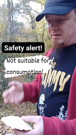 Bracket mushroom It is woody and tough and not suitable for cooking or eating! #wildmushrooms #fbreelsfypシ゚viralfbreelsfypシ゚viral | Mi Mia Mo