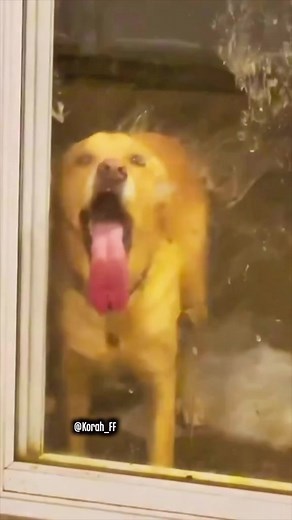 Mi perro no está bien: una llamada al 911