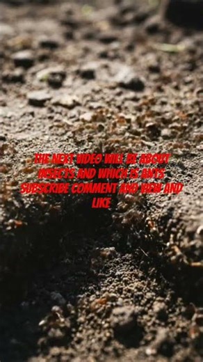 Inside the World of Ants 🐜 | Incredible Insect Life Explained