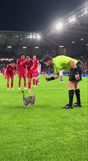 Dieser Schiri ist einfach zu lustig!