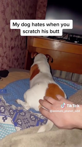 When Animals Attack People: Surprising Encounters