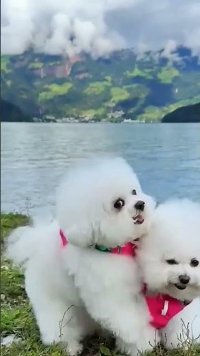 Two dogs are playing together" #shorts #funnyvideo