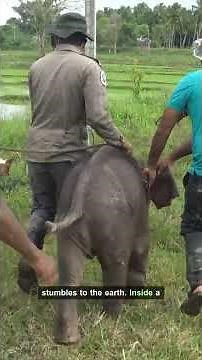 Baby Elephant's Desperate Cry Leaves Rescuers in Tears