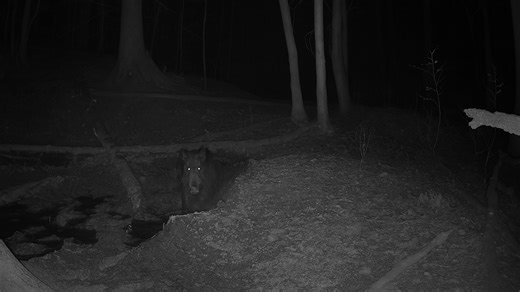 Trail Camera Footage from a Wild Riverbank