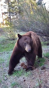 I’ve seen my dog lift his leg to pee every day. But I’ve never seen a bear do it. Until today. | Just a Little Light Fine Photography