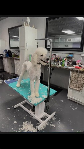 21 reactions | The Dapper Dog on Reels | Facebook