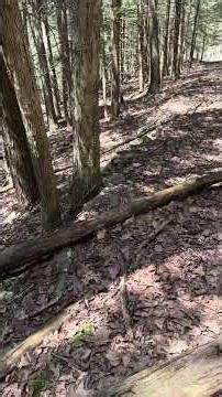 Remnants of the past @Talesfrom1025-m3q #pahistory #logging #pastategamelands #pawoodlands