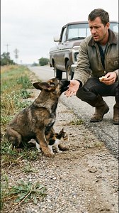 A Puppy Warns a Man to Stay Away from His Friend 💓💝#pets #fblifestyle #dog #puppy | Feli Consu