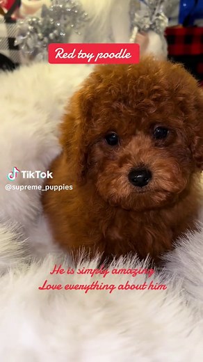 Red toy poodle) Wow love everything about this boy look at how dark he is and his courtly double coat 🧥 plus how sweet and adorable he also has the best personality #puppy #fypage #redtoypoodle #newjersey #newyork