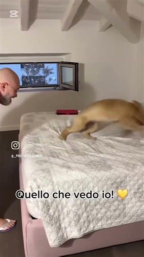 Lui è cresciuto… ma io continuo a vedere un cucciolo #goldenretriever #dogs