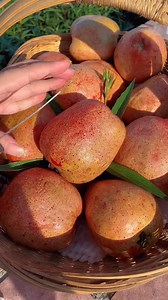 Ever tasted a fruit that melts in your mouth like creamy ice cream? Say hello to Ruby Guava — soft, juicy, and bursting with tropical sweetness! 🌱 Grow it on your balcony, garden, or even in pots – no green thumb required! Now is the best season to plant – don’t miss this fruity window of opportunity! Turn your home into a tropical oasis — one guava at a time! 🍈✨ | Bloomvero.garden