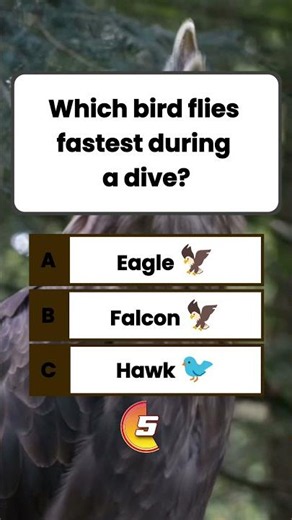 🦅 Only 1% Know 🤯 Which Bird Flies Fastest During a Dive? | Falcon Quiz #BirdQuiz #AnimalQuiz #GKQuiz