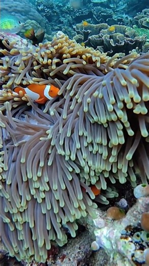 The most beautiful island in #RajaAmpat - Kri Island #kriisland