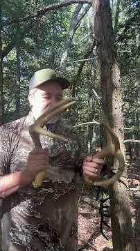 Rattling & Calling Whitetail Bucks Later Mid OCT #deer #hunting #rattling #calling #bucks #archery