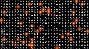 Loopable: Genetic mapping DNA sequence analysis abstract background with letters A,G,C,T in grid with orange squares. Big genomic data analysis concept.