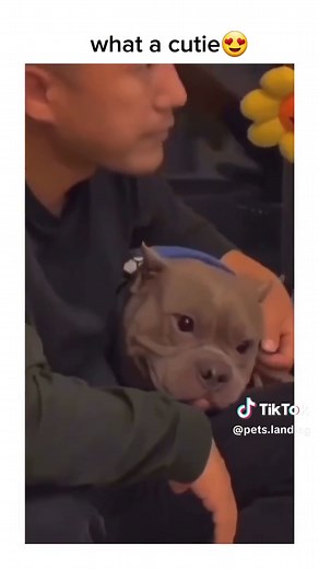 what a wonderful scene❤ #funnypets #dogsoftiktok #CuteAnimals #TikTokDogs --- We do not claim ownership of this video, all rights are reserved and belong to their respective owners, no copyright infringement intended. Please DM us for credit/removal. Author: Unknown