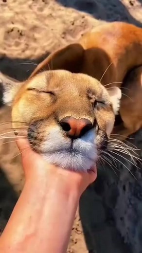 38K views · 2.1K reactions | Booping some kittens  | Animal Life | Facebook