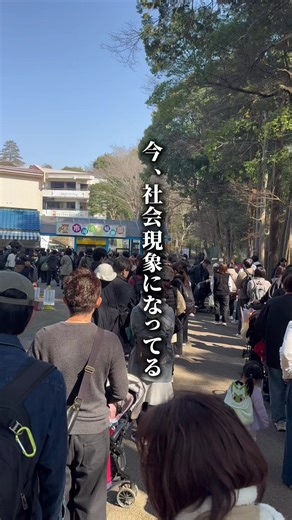 👇母親に捨てられたパンチくん 【 市川市動植物園 】 🐒社会現象になってる一匹の子猿の話 2025年7月26日に生まれ、 放置されていたところから人工哺育で育ち、 今年の1月19日から飼育員さんの元から、 猿の群れのいる猿山へ。 まだ生後半年の甘えたい盛りの赤ちゃん猿 彼のお母さんはオランウータンのぬいぐるみ いつだって甘えられる大切な存在 通称:オラン母に甘えるパンチくんが可愛すぎて今大人気の社会現象に！！ 育てられた飼育員さんに甘える姿は可愛すぎる‼️餌やりタイムはかかさずに見てほしい。 (この日は12:00に餌やりしてました) 土日は午前中も閉園間際も先頭が見えないくらいの行列でした！ 券を買う進みは早かった。駐車場もなんとか足りてるように感じました。 --.--.--------------.--.-- 🏠 市川市動植物園 📍 千葉県市川市大町284番1外 🚗 駐車場¥500 🚃 京成バス JR総武線 本八幡駅 北口から市川大野駅経由動植物園行き 🕐 9:30〜16:00 定休日:月曜 💻@ichikawa_zoo ←Xのみ --.--.------------