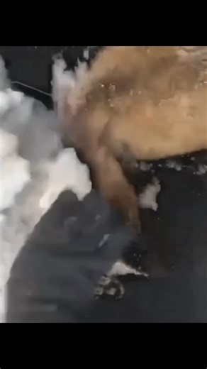 6H on Instagram: "#mountainlion #cougar #houndhunter #lion #moutainlionhunting"