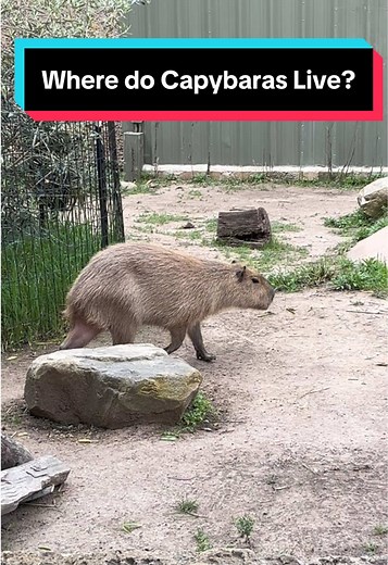 Capybara Habitat: Discover Where They Live