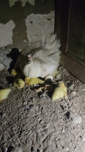🦆 Newly Hatched Ducklings – Cutest Baby Ducks!
