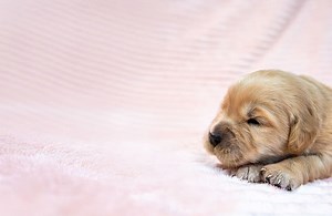 Meet the new Chief Dog Officer Sailor cruising with RCI 2025