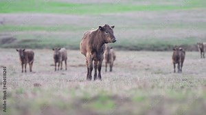 regenerative agriculture beef cattle farming.