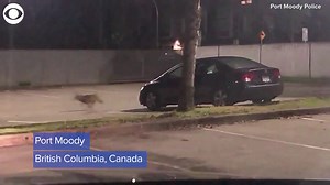 Cat 1, Coyote 0 Now here's something you don't see every day... A cat chasing a coyote away from a car! Port Moody Police in Canada shared this video, saying: "The things our patrol officers see at 4am... cat 1, coyote 0." | CBS 8 San Diego