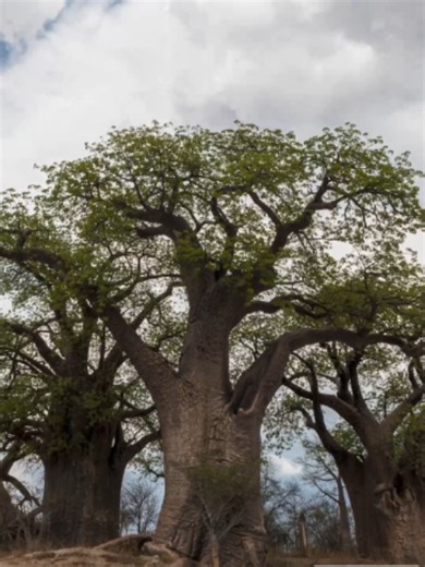 My grandmother always told me that when my heart was heavy and my soul weary to find a tree, to touch it’s trunk and stand at it’s roots and tell all of my grief and pain to its bark, leaves and branches. This Arbour Week, with the theme, “My Tree, My Oxygen. Plant Yours Today”, remember that every tree has a role to play in creating a healthier, more resilient you. Take a moment to look closer at the trees around you and consider what you can do to help them thrive. Consider planting something 