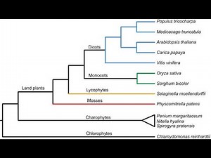 Introduction to Plant Phylogeny - Understanding Cladograms, Part 2: Examples