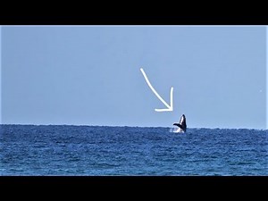 The Secret Trick to Spotting Whales From Miles Away