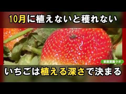 【いちごの育て方】プランターの植え方と冬越し｜10月に植えて来春たくさん穫る