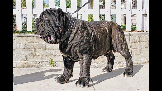 American molossus: Recreating an ancient dog breed
